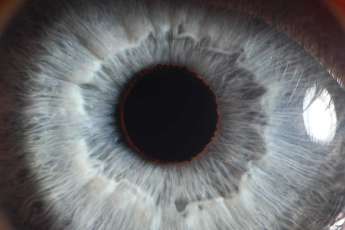 Extreme close-up of a human eye showing the iris and pupil, illustrating the eye examinations used in drug recognition evaluations. Extreme close-up of a human eye showing the iris and pupil, illustrating the eye examinations used in drug recognition evaluations.